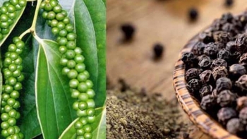 Cập nhật giá hồ tiêu hôm nay 30/1/2022: Tăng 1.000 - 1.500 đồng/kg so với đầu tuần