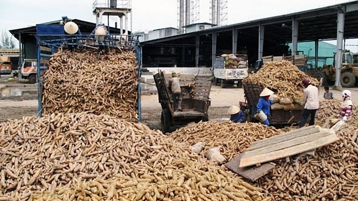 Tháo gỡ vướng mắc cho doanh nghiệp xuất khẩu sắn