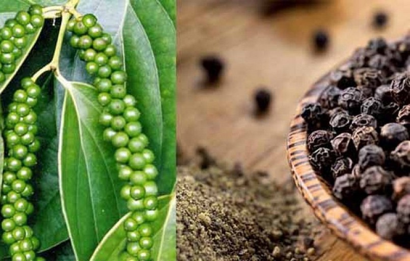 Cập nhật giá hồ tiêu hôm nay 30/1/2022: Tăng 1.000 - 1.500 đồng/kg so với đầu tuần