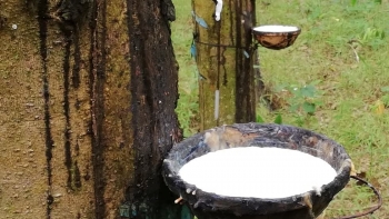 Giá cao su hôm nay 1/2: Giữ đà tăng trên thị trường châu Á