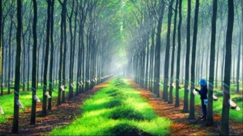 Giá cao su hôm nay 3/2: Tăng trở lại