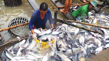 Đầu năm 2021, giá cá tra nguyên liệu ổn định trở lại