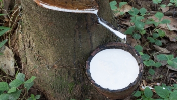 Giá cao su hôm nay 5/2: Trái chiều trên các sàn