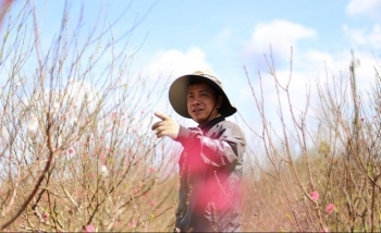 Chủ vựa hoa Tết "mếu mặt" vì dịch Covid-19