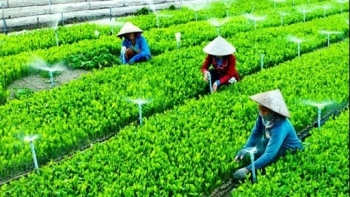 Phê duyệt Đề án lựa chọn, hoàn thiện, nhân rộng mô hình hợp tác xã kiểu mới