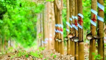 Giá cao su hôm nay 12/2: Giảm trên sàn Thượng Hải