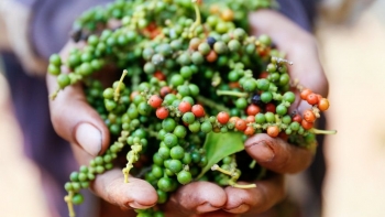 Giá hồ tiêu hôm nay 12/2: Duy trì ổn định