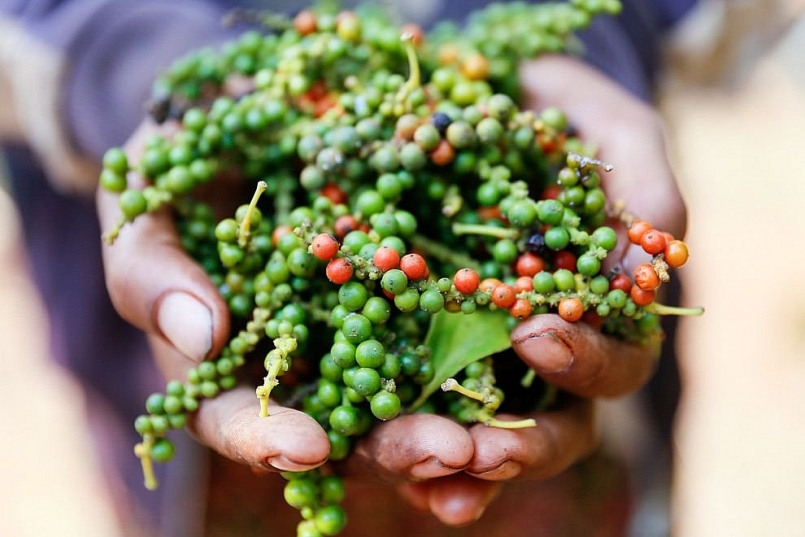 Giá hồ tiêu hôm nay 12/2: Duy trì ổn định