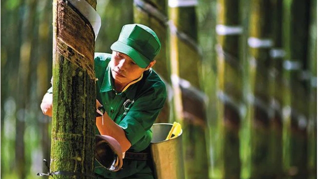Loạt doanh nghiệp ngành cao su báo vượt chỉ tiêu lợi nhuận năm 2020