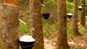 Giá cao su hôm nay 13/2: Tiếp tục giảm