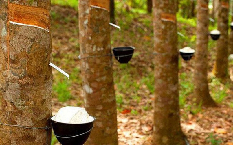 Giá cao su hôm nay 13/2: Tiếp tục giảm