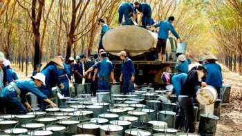 Khối lượng xuất khẩu cao su tháng 1/2021 đạt 200 nghìn tấn