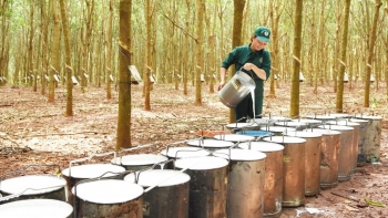 Giá cao su hôm nay 17/2: Tăng