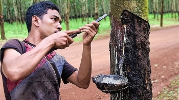 Việt Nam là một trong số thị trường nhập khẩu chính cao su Thái Lan