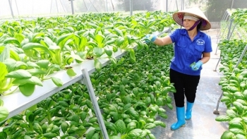 Hà Nội: 12 nhiệm vụ trọng tâm, trọng điểm bảo đảm ATTP trong nông nghiệp