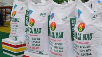 Phân bón Cà Mau xuất xưởng hơn 2.340 tấn sản phẩm ngay đầu năm mới