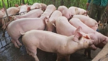 Giá thịt lợn hôm nay 21/2: Dao động từ 74.000 - 79.000 đồng/kg