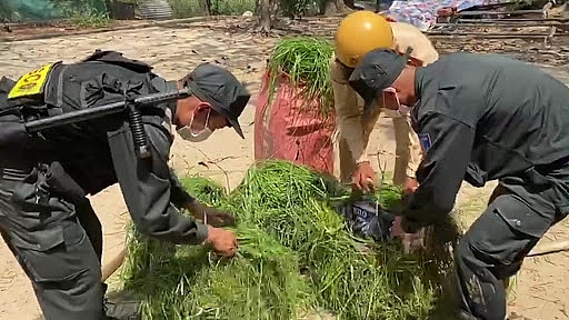 thuốc lá lậu được ngụy trang trong gánh cỏ thuốc lá lậu được ngụy trang trong gánh cỏ