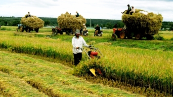 Chuyển mục đích sử dụng hơn 21 ha đất trồng lúa tại Cần Thơ