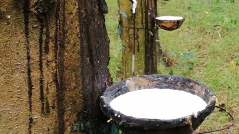 Giá cao su hôm nay 26/2: Tăng mạnh