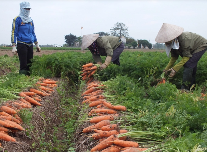 Hàn Quốc nhập khẩu cà rốt của Việt Nam trở lại từ 4/3