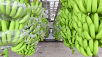 Giá trị xuất khẩu của chuối Việt Nam vào EU tăng mạnh