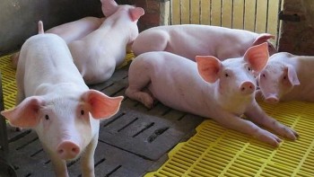 Cập nhật giá lợn hơi hôm nay 1/2/2022: Đi ngang tại nhiều tỉnh thành