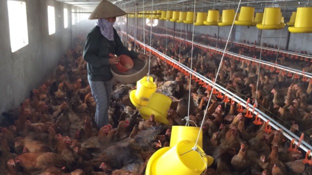 Xu hướng phát triển của ngành thức ăn chăn nuôi trong năm 2022