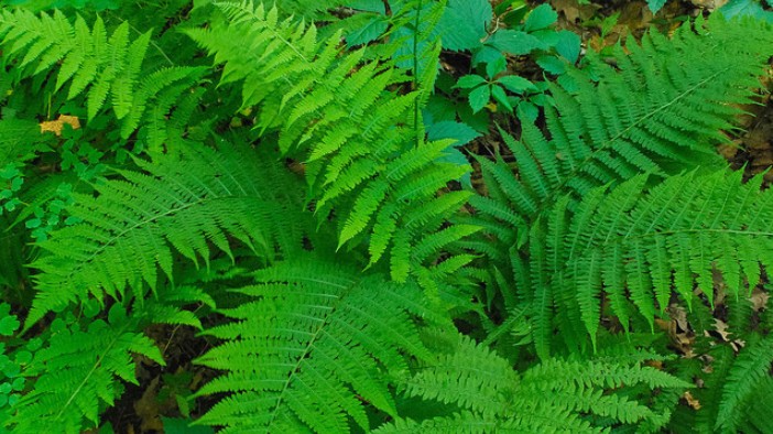 Những loại rau WHO cảnh báo có thể gây ung thư