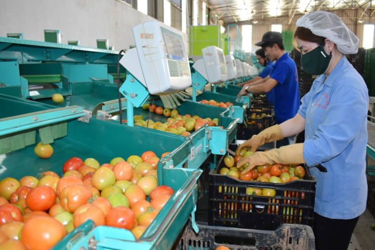 Xuất khẩu rau quả đạt 300 triệu USD trong tháng 1/2022