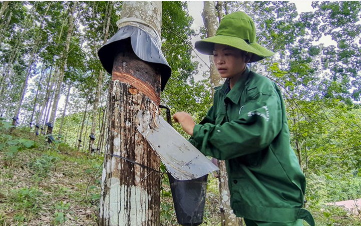 Xuất khẩu cao su Việt Nam có khả năng hưởng lợi kép trong năm 2022 Xuất khẩu cao su Việt Nam có khả năng hưởng lợi kép trong năm 2022