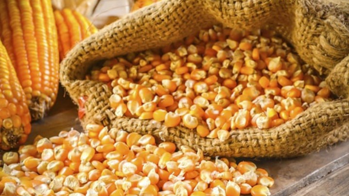 Nhập khẩu ngô tháng 1/2022 tăng mạnh