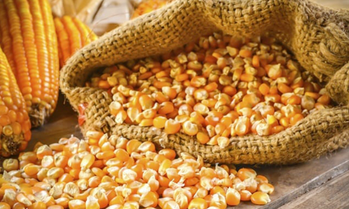 Nhập khẩu ngô tháng 1/2022 tăng mạnh