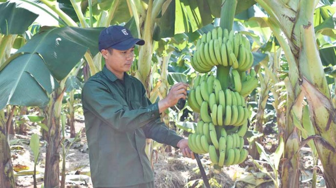 Gia Lai có thêm 10 mã số vùng trồng và 13 cơ sở đóng gói đủ điều kiện xuất khẩu