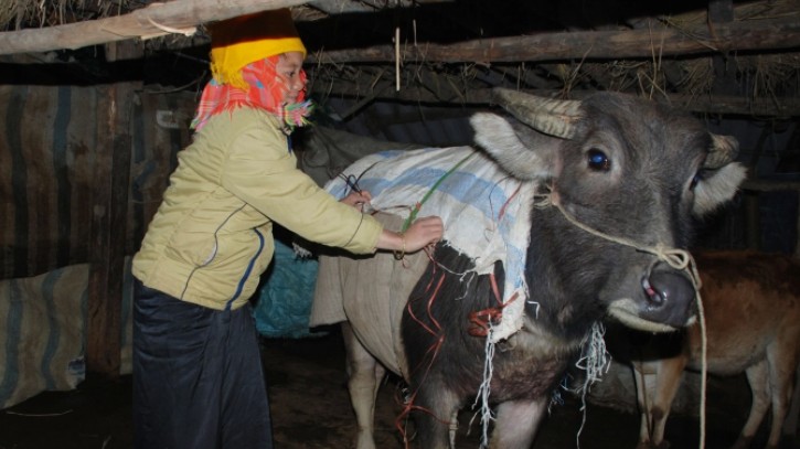 Khẩn trương thực hiện các giải pháp cấp bách phòng, chống rét cho cây trồng, vật nuôi