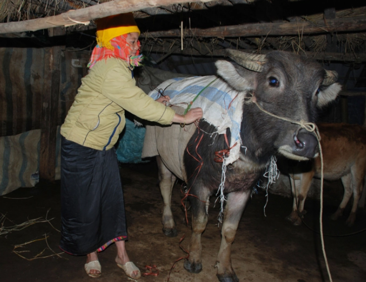 Chủ tịch UBND tỉnh Thanh Hóa có Công điện khẩn về việc tập trung chỉ đạo, triển khai thực hiện các giải pháp cấp bách phòng, chống rét cho cây trồng, vật nuôi, thủy sản. Ảnh: minh họa. Chủ tịch UBND tỉnh Thanh Hóa có Công điện khẩn về việc tập trung chỉ đạo, triển khai thực hiện các giải pháp cấp bách phòng, chống rét cho cây trồng, vật nuôi, thủy sản. Ảnh: minh họa.