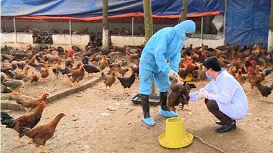 Quyết liệt thực hiện đồng bộ các biện pháp phòng, chống dịch bệnh gia súc, gia cầm