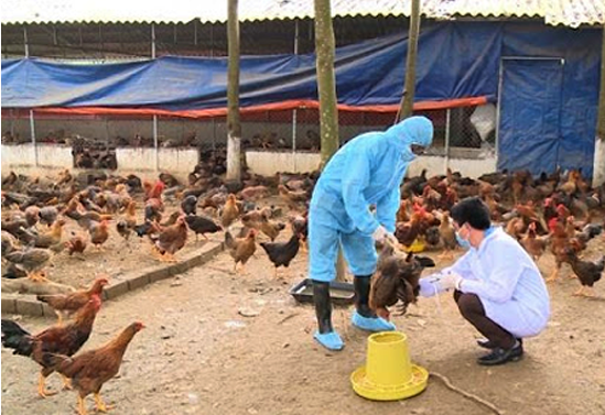 Quyết liệt thực hiện đồng bộ các biện pháp phòng, chống dịch bệnh gia súc, gia cầm