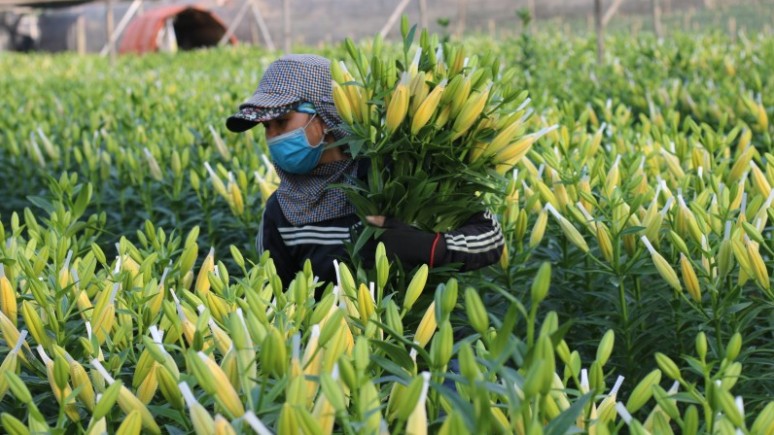 Hà Nội: Chuyển đổi từ đất trồng lúa sang trồng hoa cho thu nhập cao