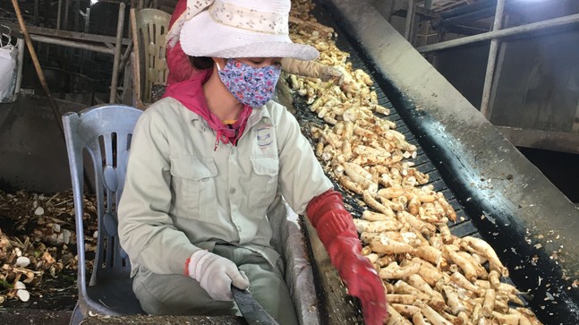 Dự báo xuất khẩu sắn và các sản phẩm từ sắn sang Trung Quốc gặp nhiều khó khăn