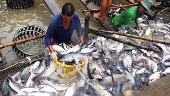 Năm 2021, không có lô cá tra bị cảnh báo chỉ tiêu hóa chất, kháng sinh