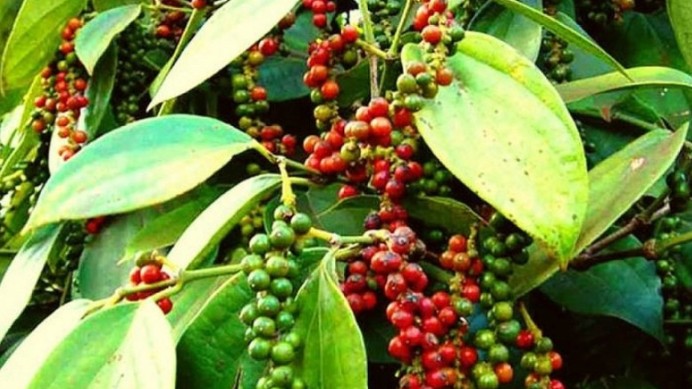 Cập nhật giá hồ tiêu hôm nay 27/2/2022: Thị trường lặng sóng