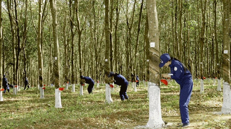 Giá cao su hôm nay 1/3: Xu hướng giảm