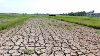 Xâm nhập mặn ở ĐBSCL tăng dần, cao nhất vào đầu tháng 3