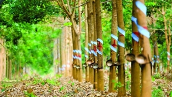 Giá cao su hôm nay 2/3: Thị trường thế giới ở mức cao