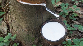 Giá cao su hôm nay 3/3: Đồng loạt giảm trên các sàn Châu Á