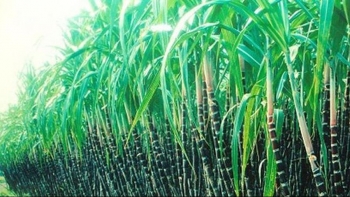 Mía đường Lam Sơn bán hơn 3 triệu cổ phiếu quỹ