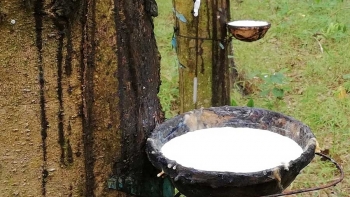 Giá cao su hôm nay 5/3: Giảm đồng loạt