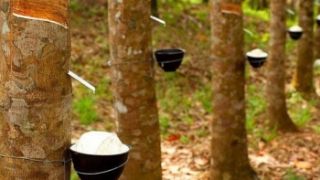 Giá cao su hôm nay 6/3: Tiếp tục giảm