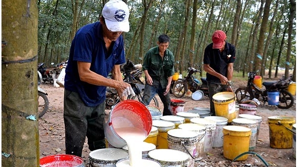 Giá cao su hôm nay 7/3: Đi ngang